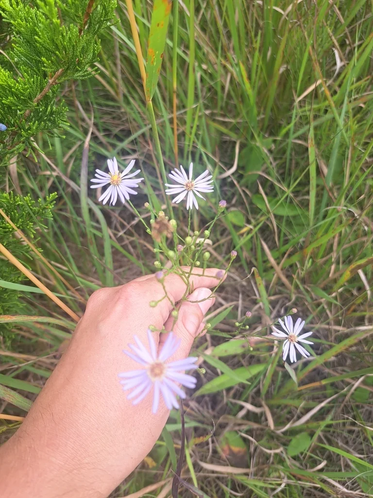 Symphyotrichum Oolentangiense