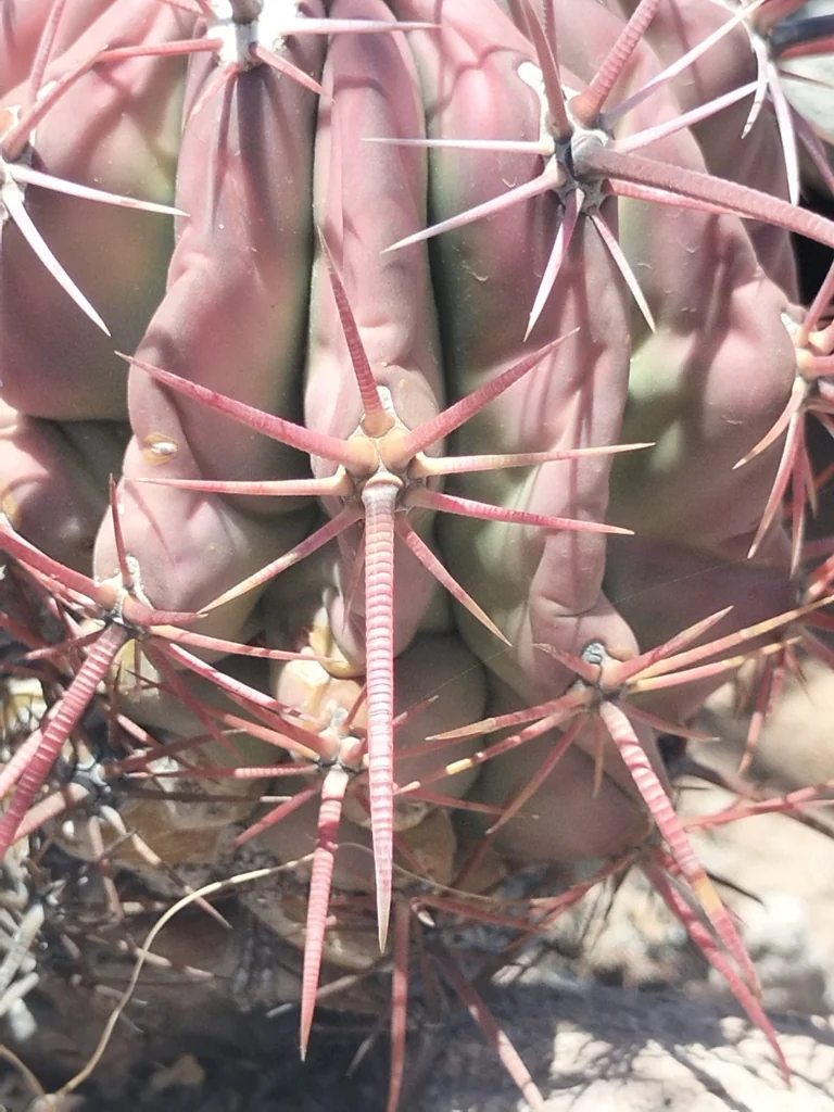 Ferocactus Emoryi Ssp. Rectispinus
