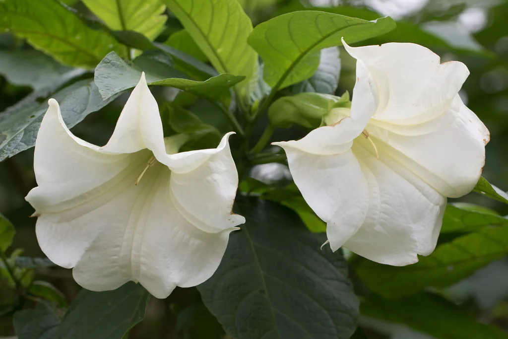 Brugmansia Suaveolens