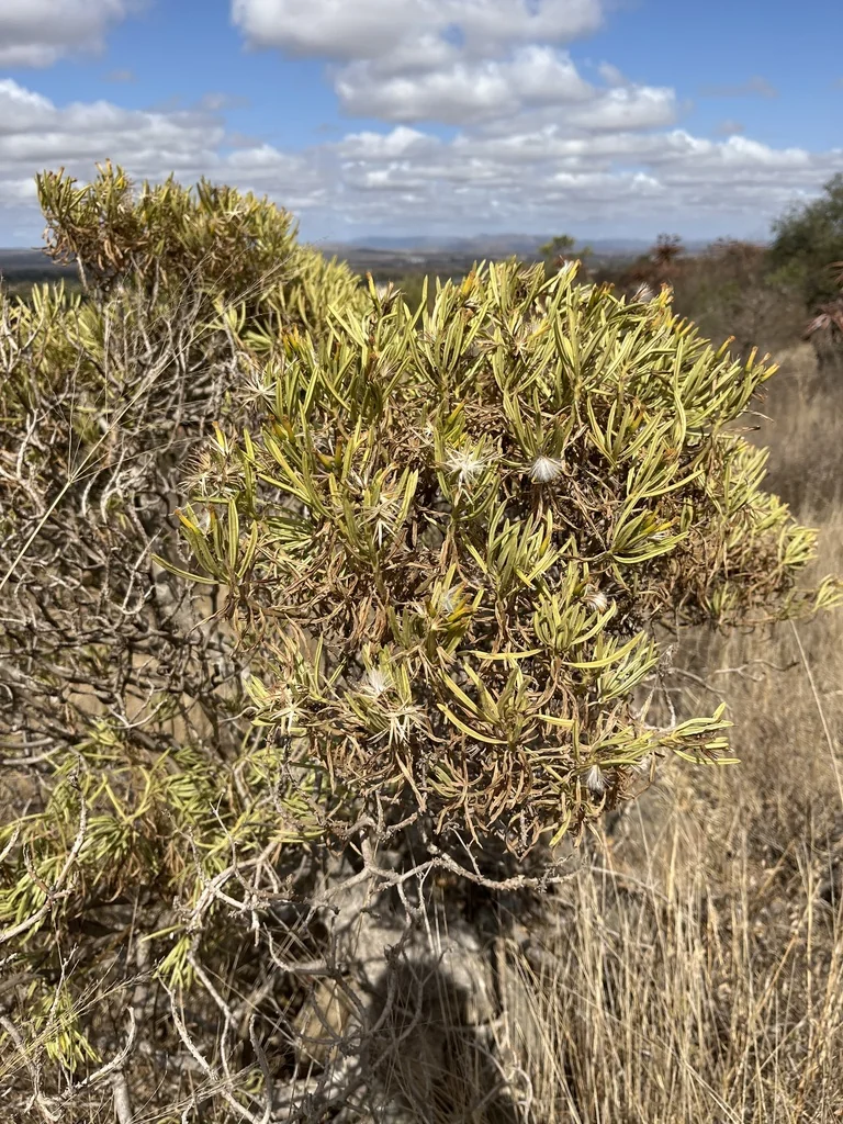Senecio Barbertonicus