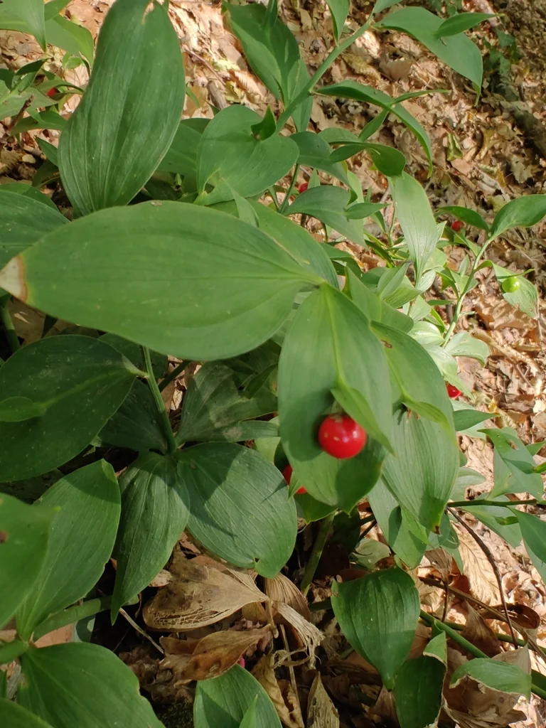 Ruscus Hypoglossum