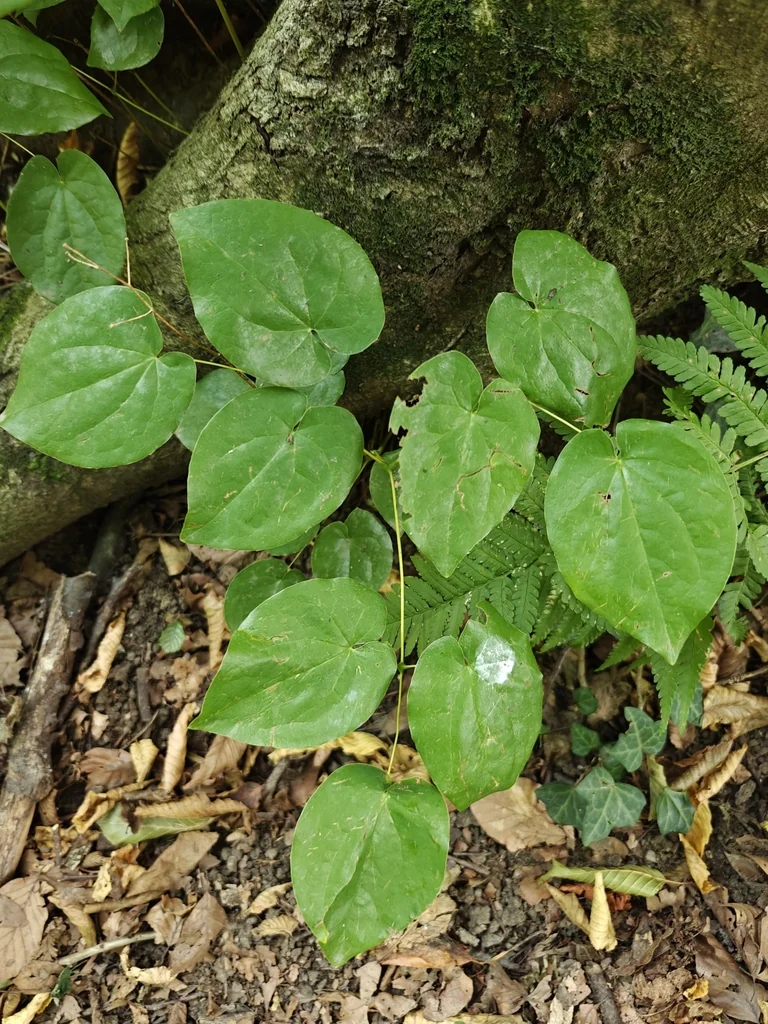 Epimedium Alpinum