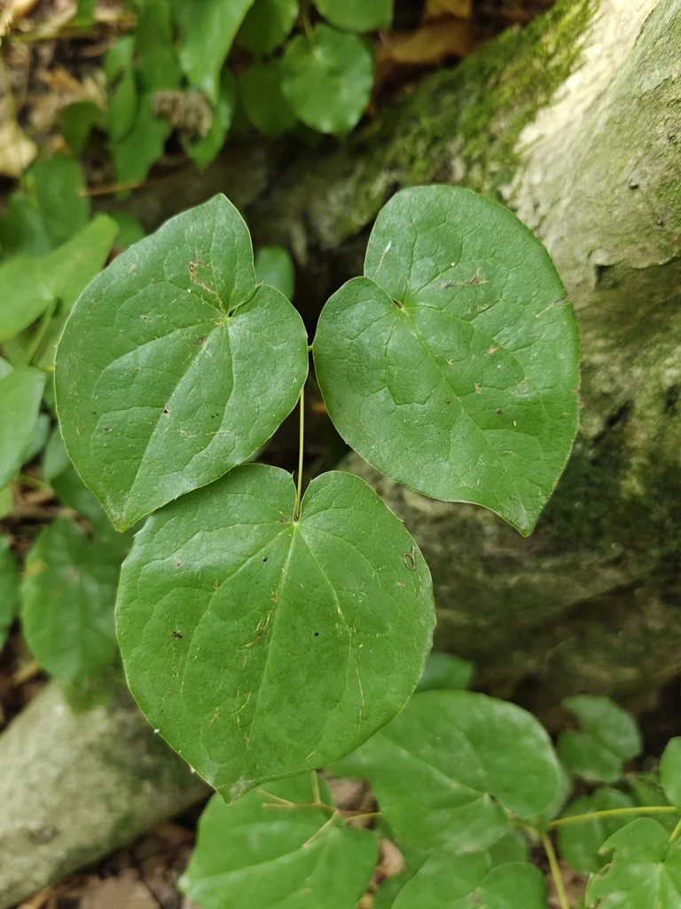 Epimedium Alpinum
