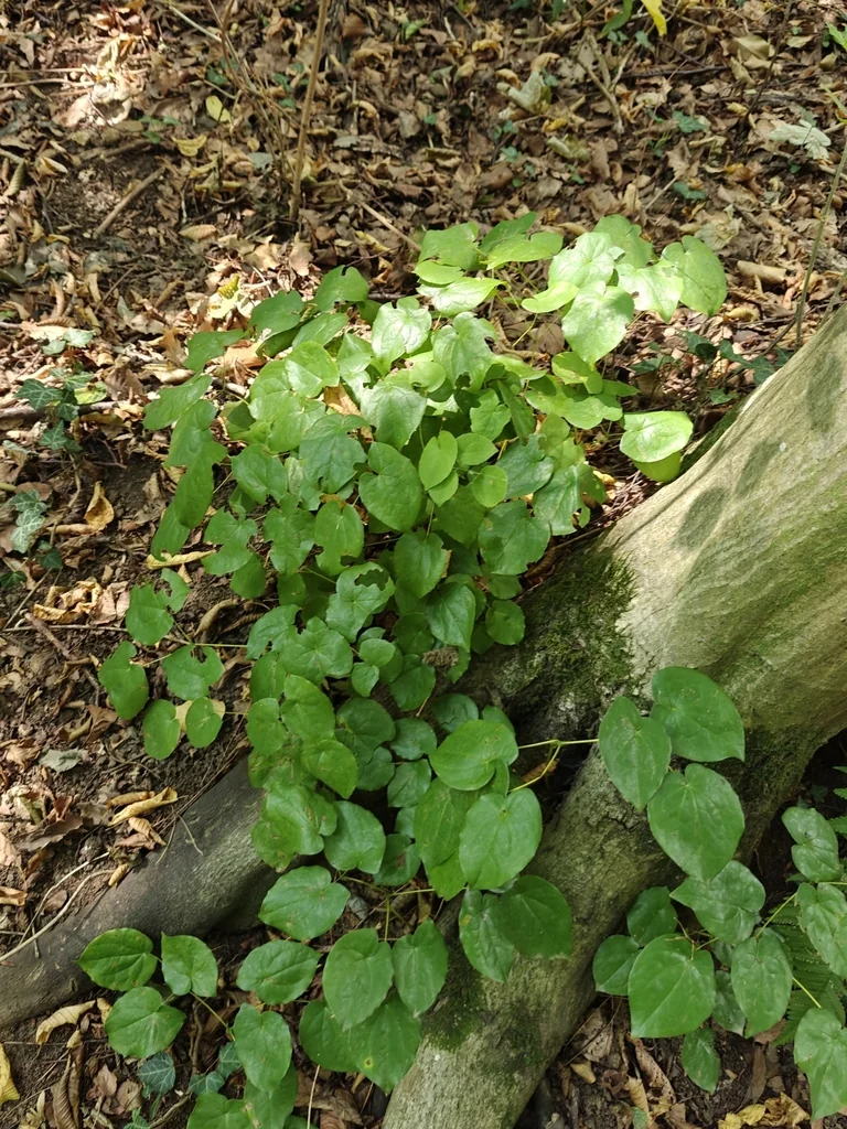 Epimedium Alpinum