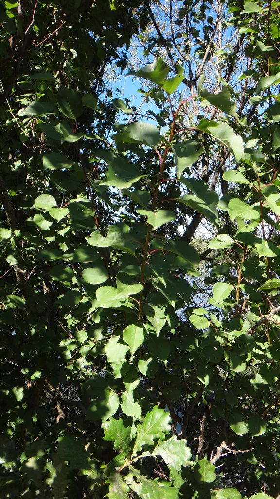 Prunus Armeniaca