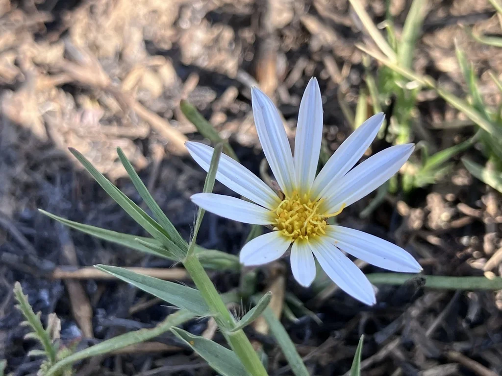 Gazania Krebsiana