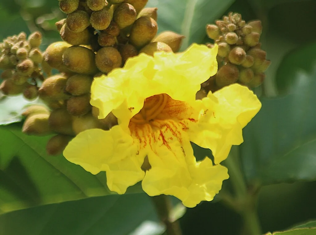Markhamia Lutea
