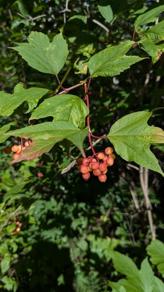 Viburnum Opulus Var. Americanum