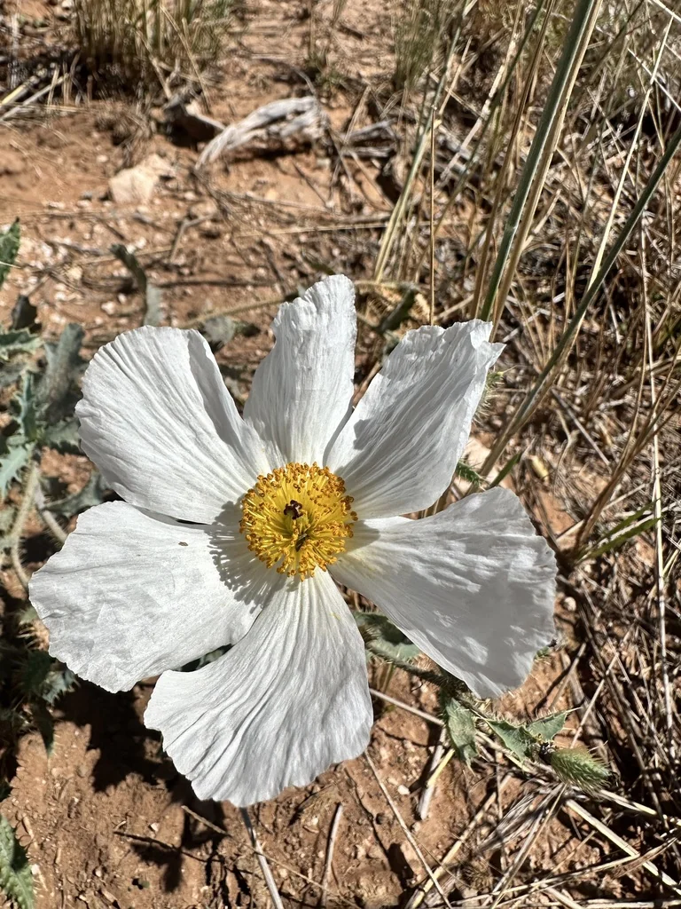 Argemone Munita