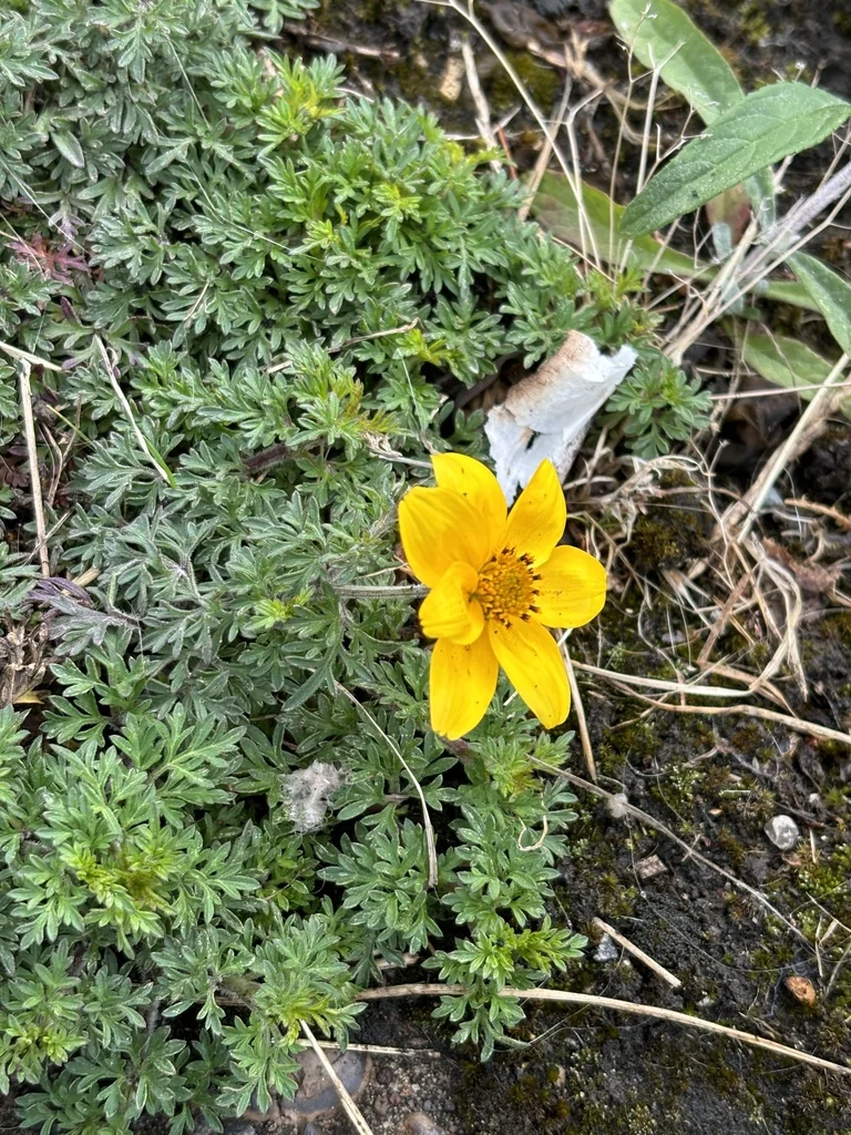 Bidens ferulifolia