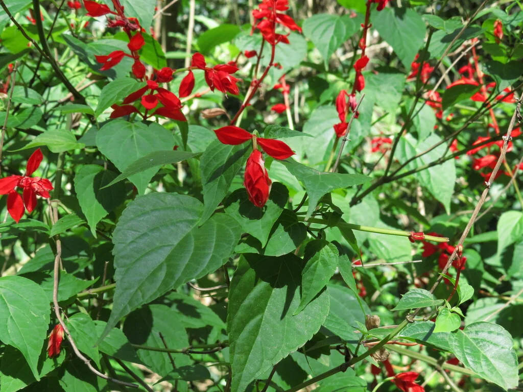 Salvia Splendens