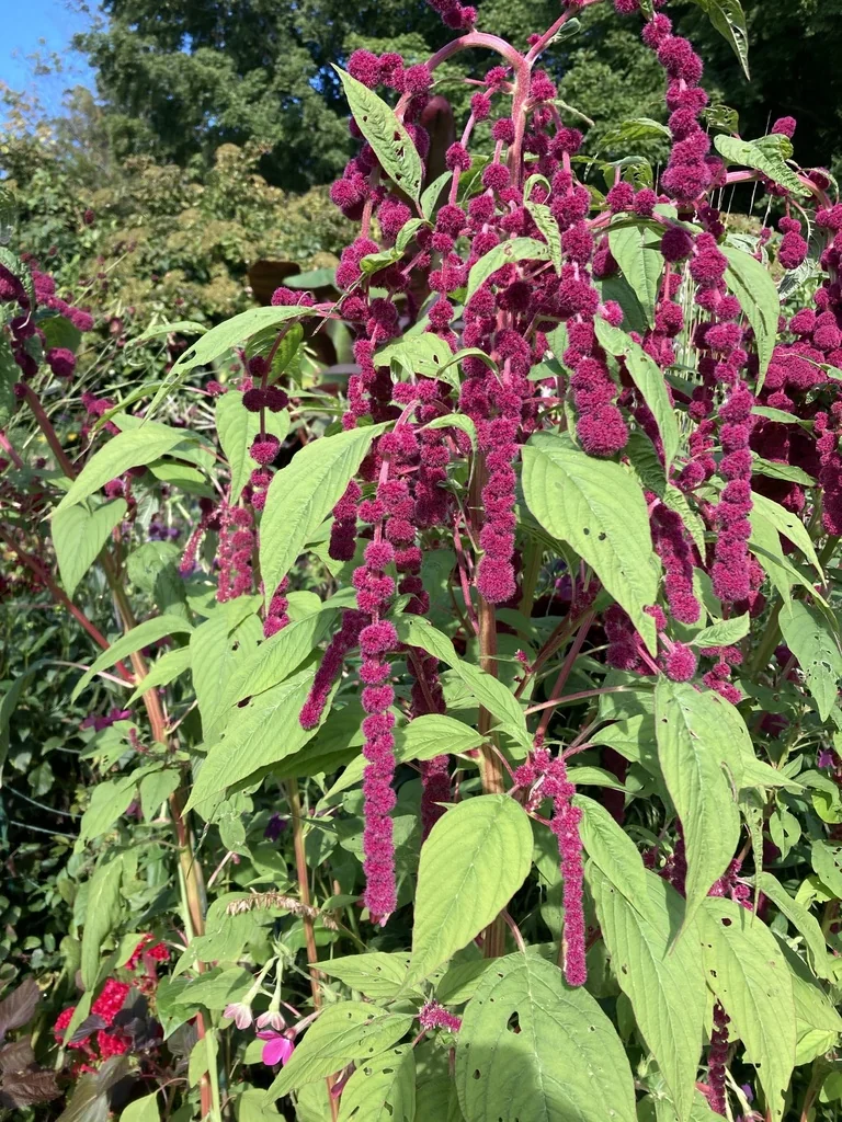 Amaranthus Caudatus