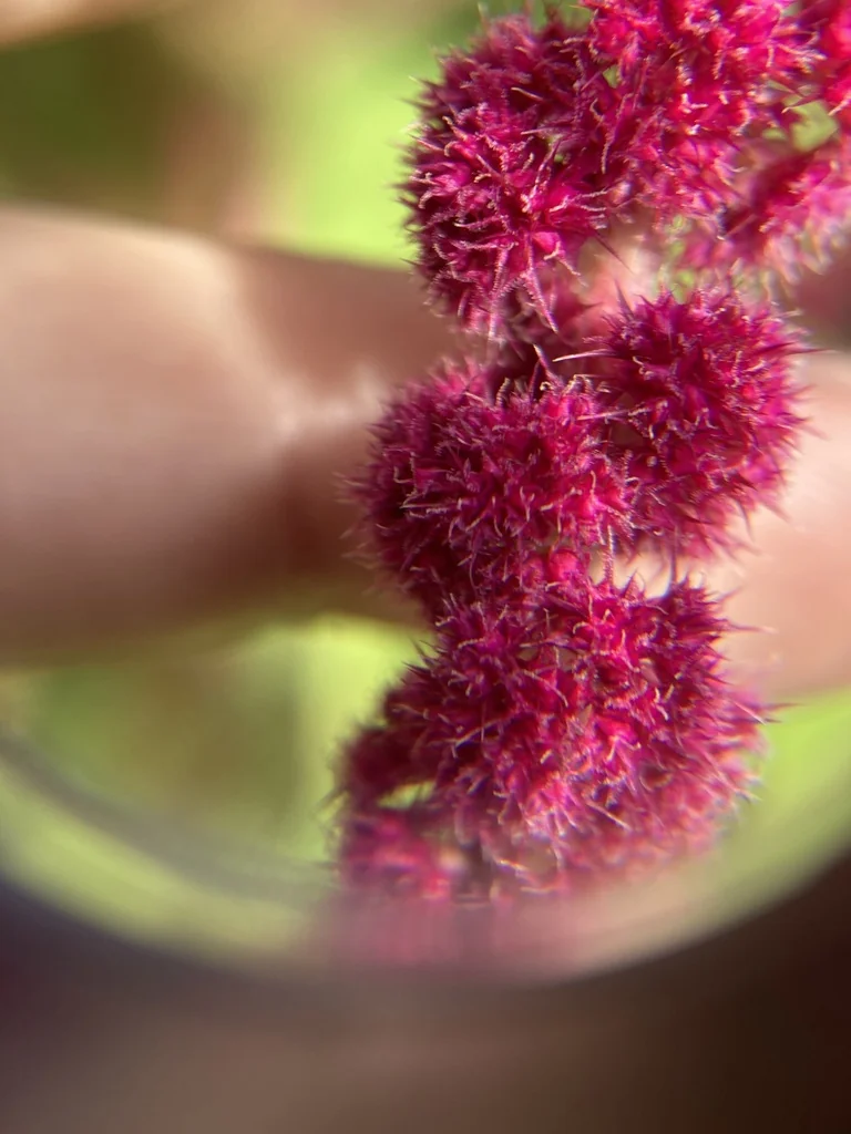 Amaranthus Caudatus