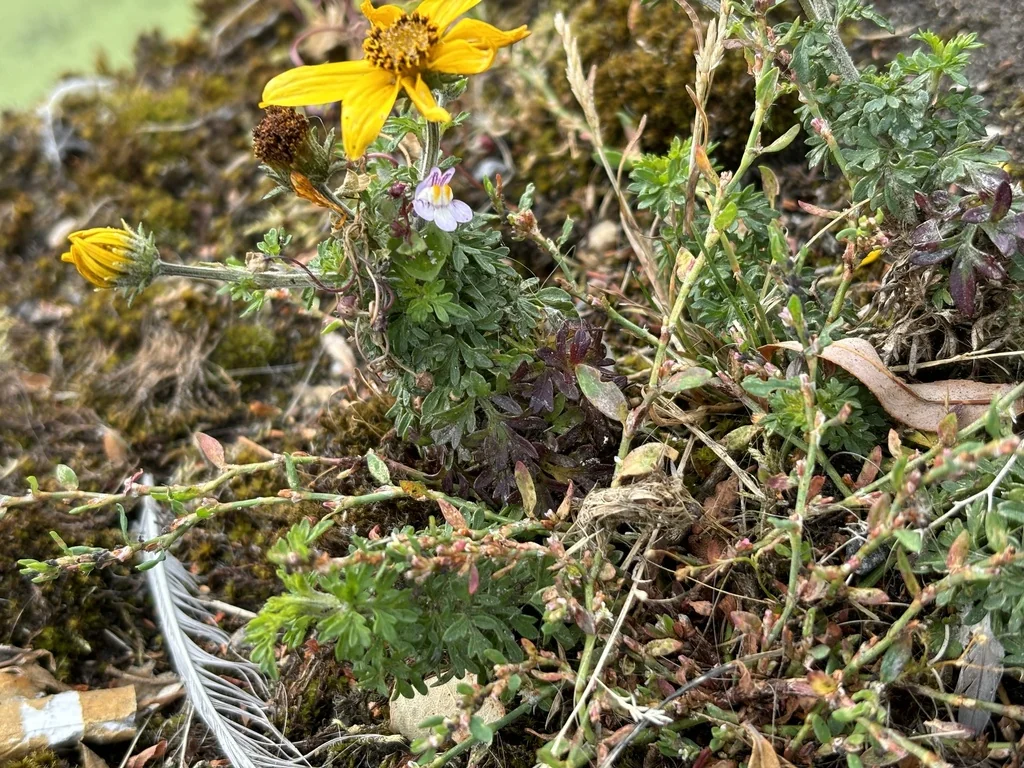 Bidens ferulifolia