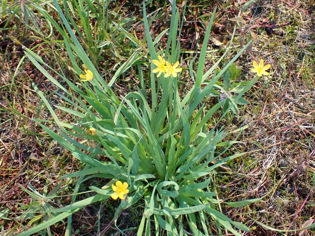 Sisyrinchium Californicum