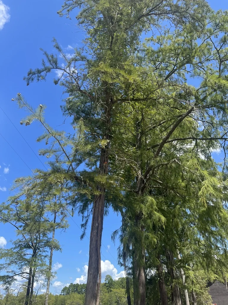 Taxodium Ascendens