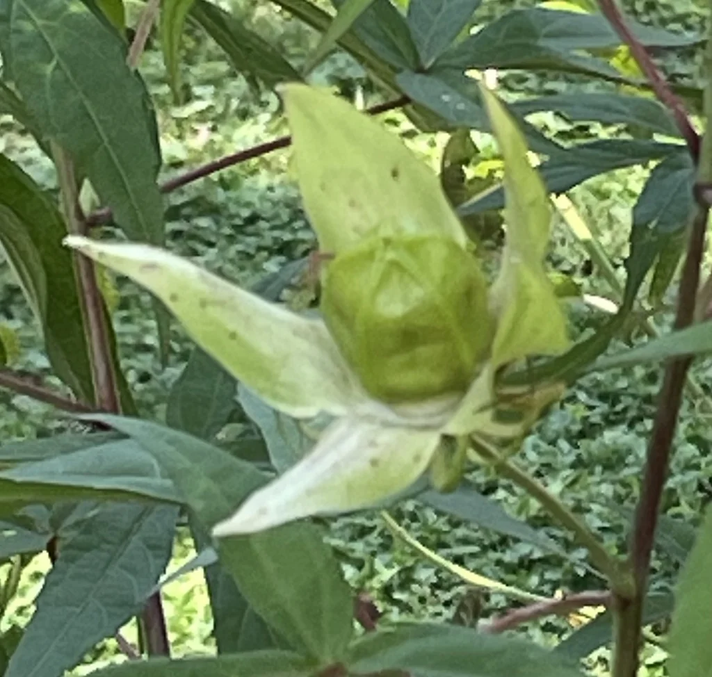 Hibiscus Coccineus