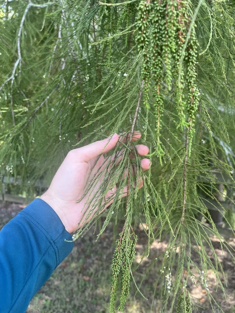Taxodium Ascendens