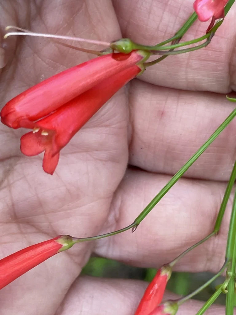Russelia Equisetiformis