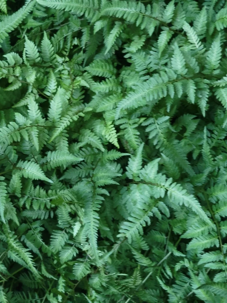 Athyrium Niponicum Var. Pictum
