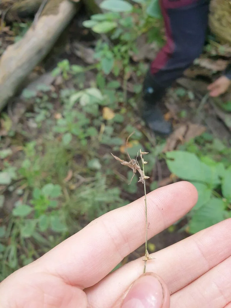 Carex Radiata