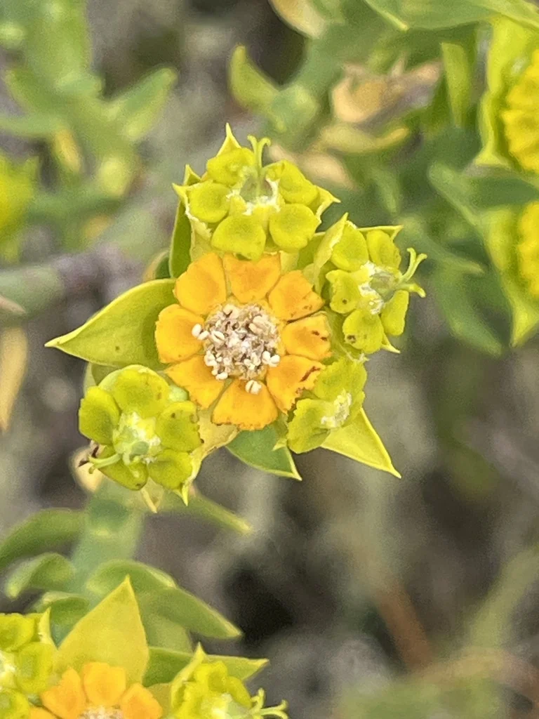 Euphorbia Mauritanica
