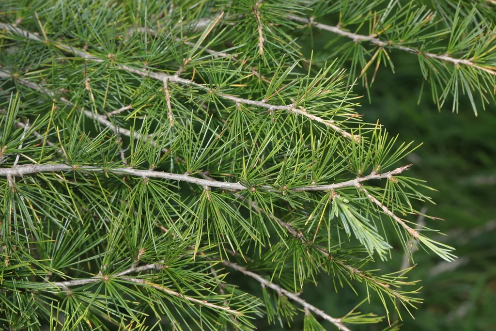 Cedrus Deodara