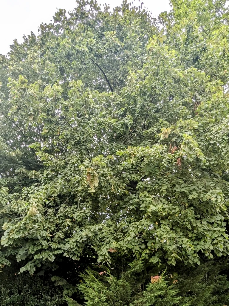 Tilia Tomentosa