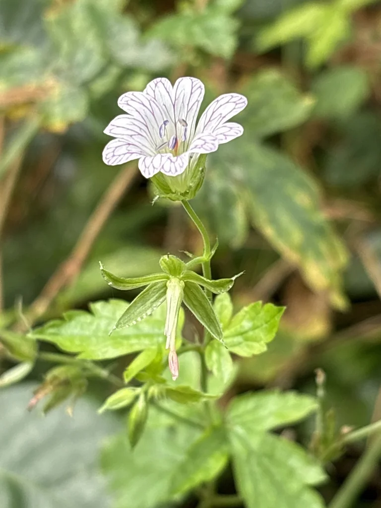 Geranium Versicolor