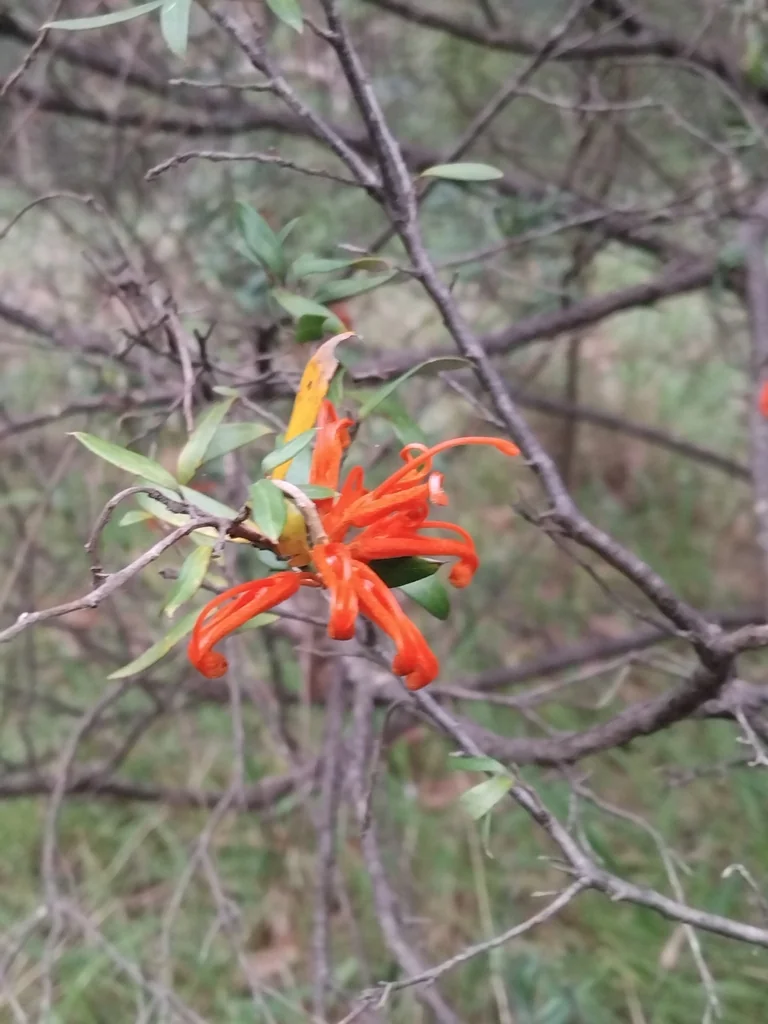 Grevillea Victoriae