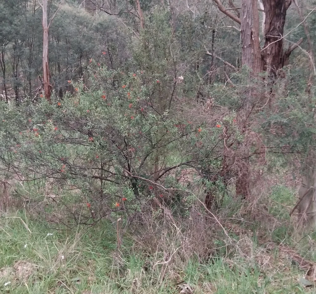 Grevillea Victoriae
