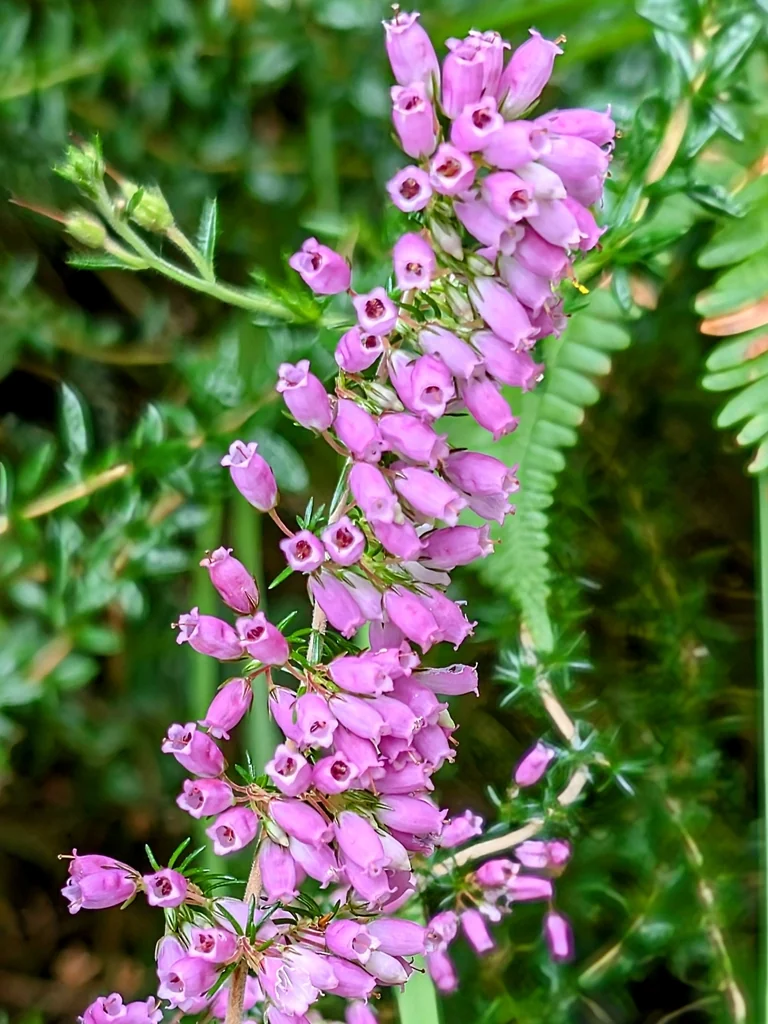 Daboecia Cantabrica