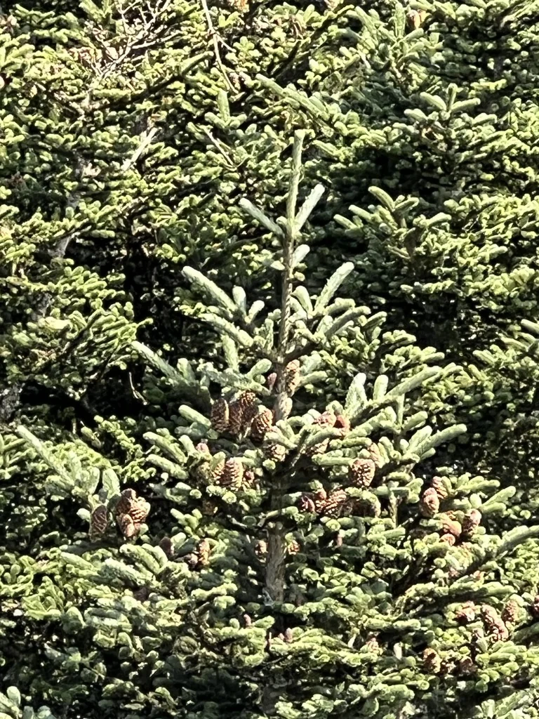 Abies Fraseri