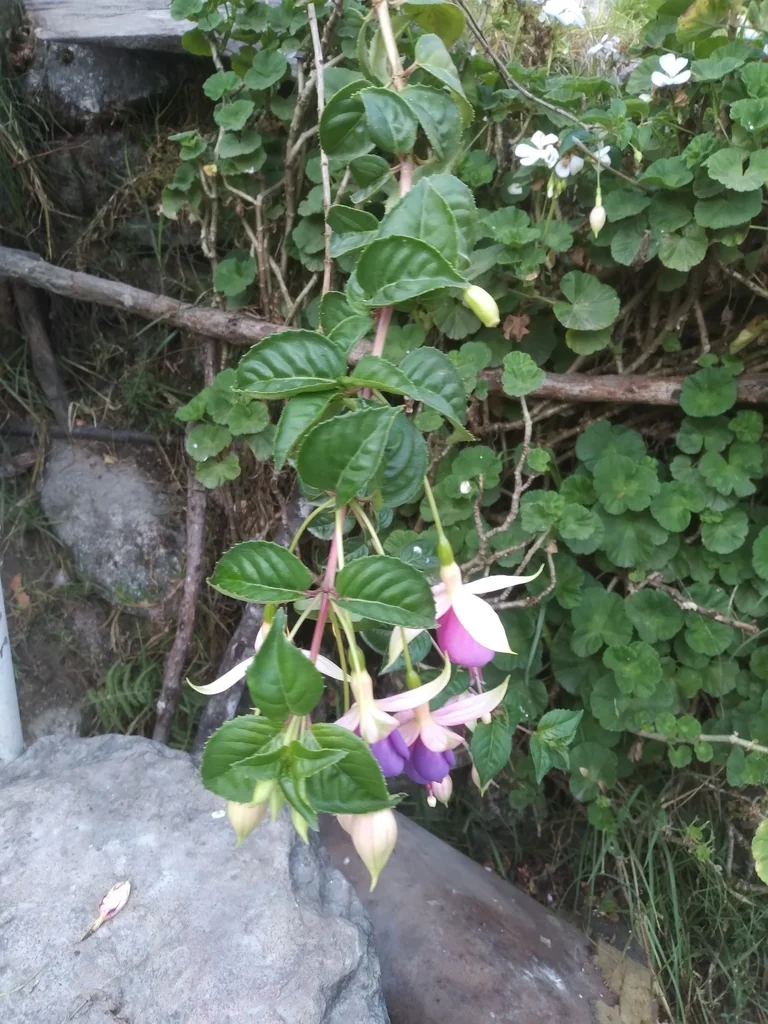 Fuchsia X Hybrida