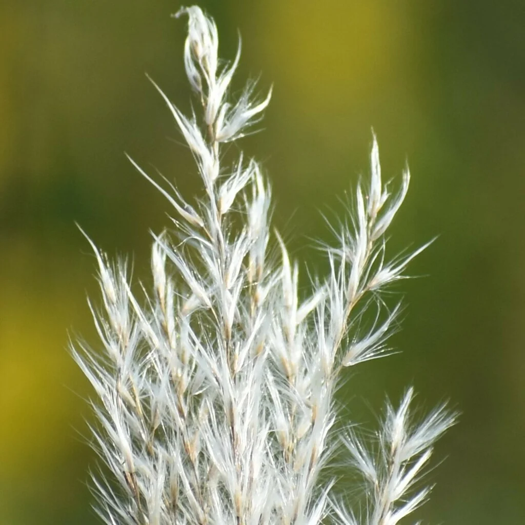 Miscanthus Sacchariflorus