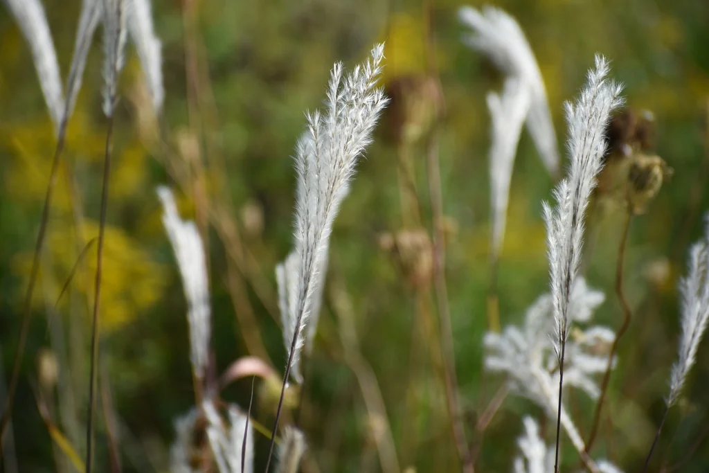 Miscanthus Sacchariflorus