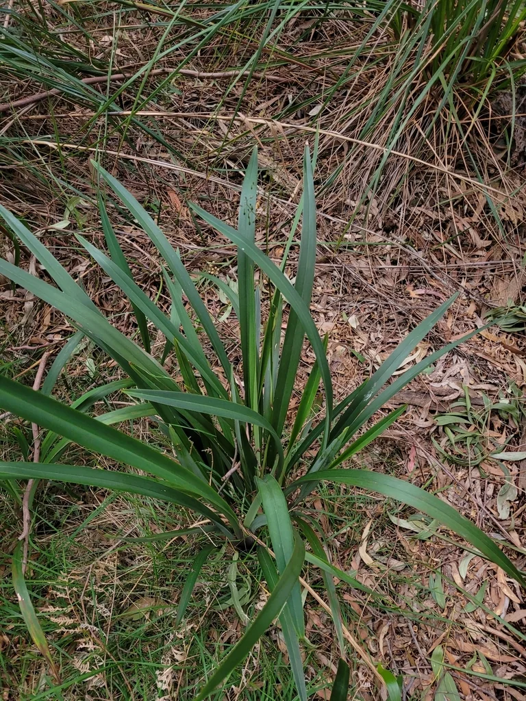 Dianella Tasmanica