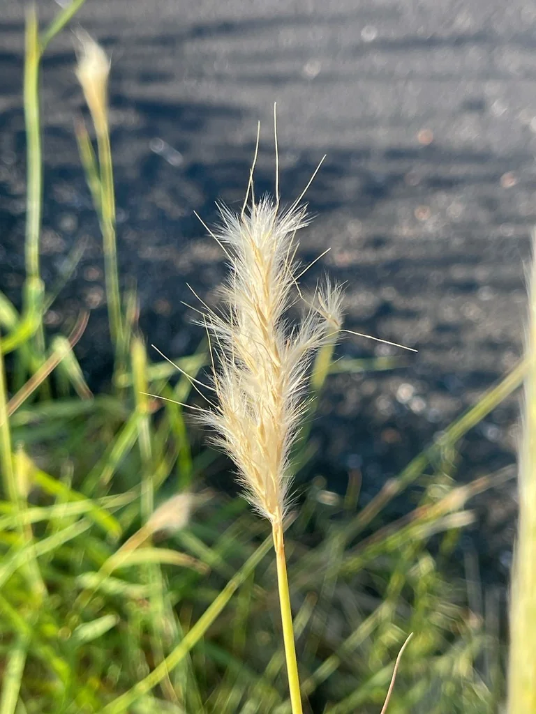 Stipa speciosa