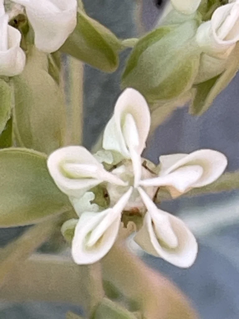 Asclepias Erosa