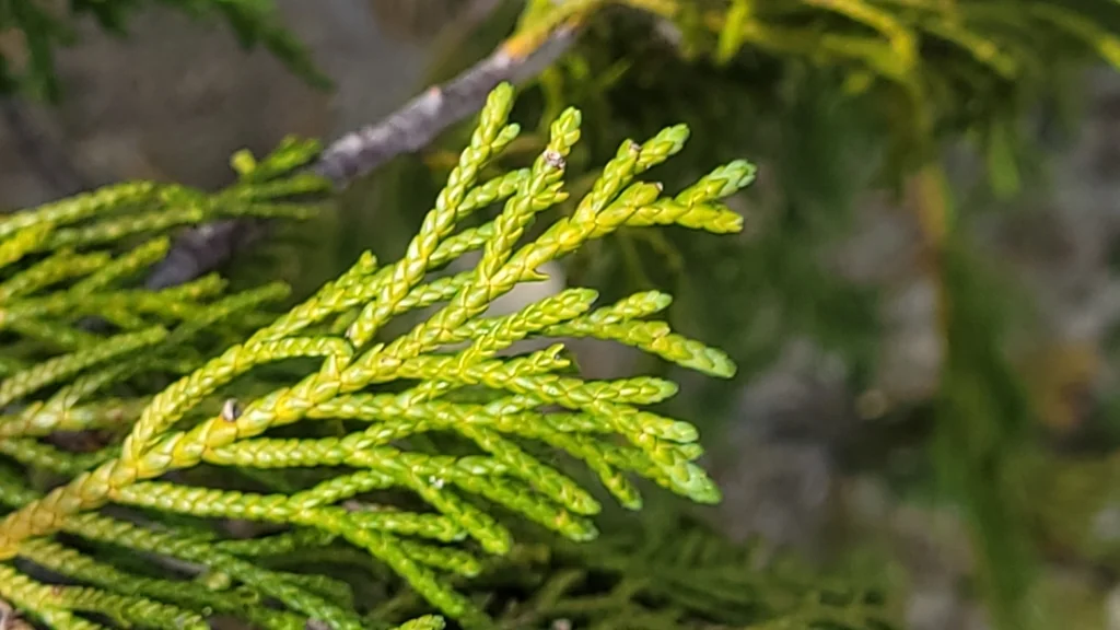 Callitropsis Nootkatensis