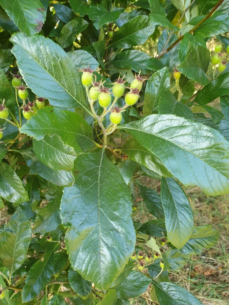 Crataegus X Lavallei