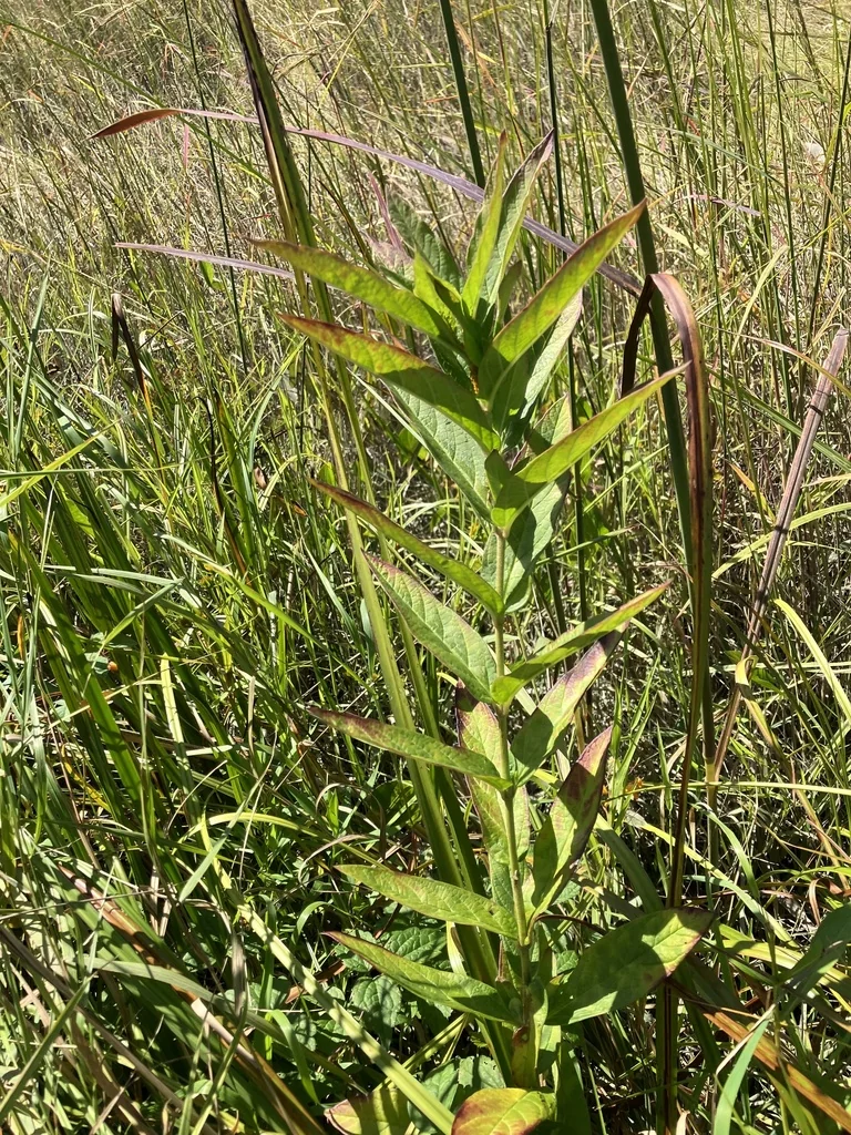 Asclepias Incarnata Pulchra