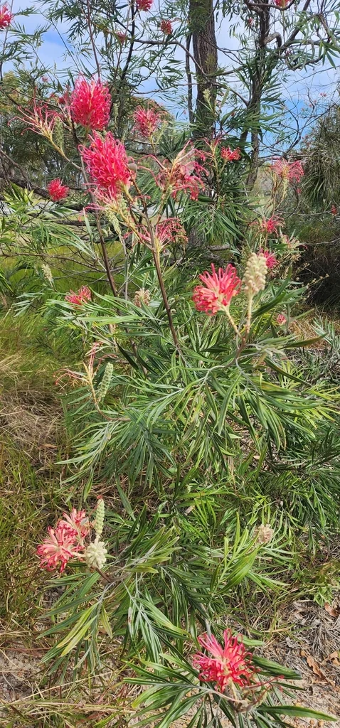 Grevillea Banksii