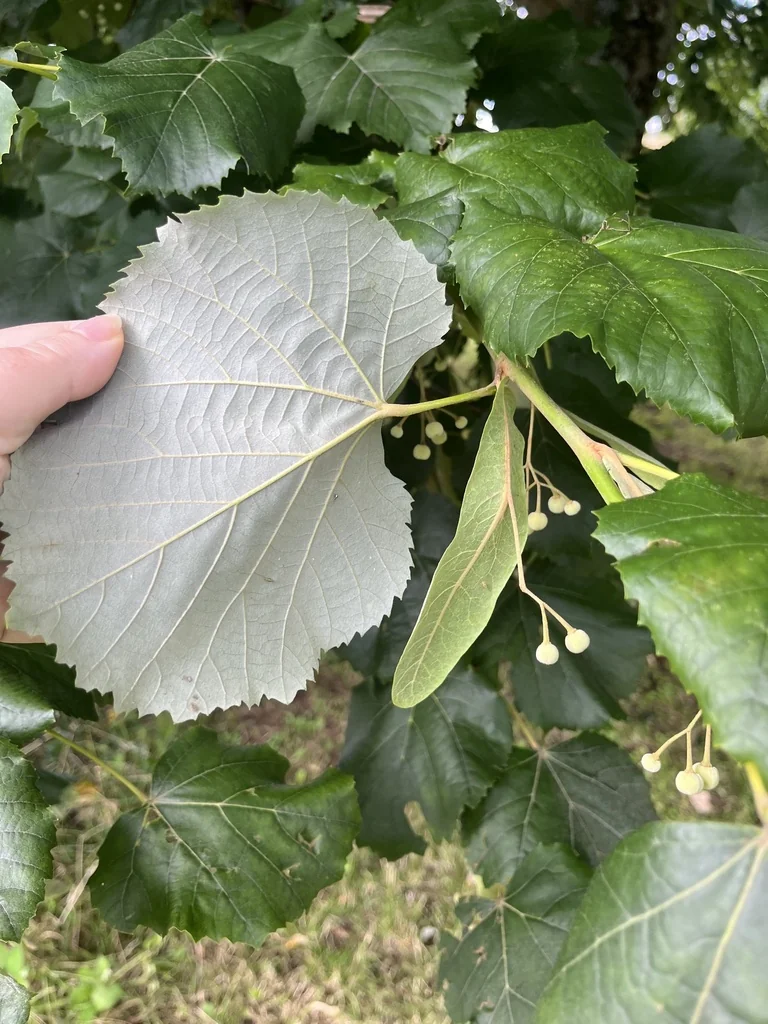 Tilia Tomentosa