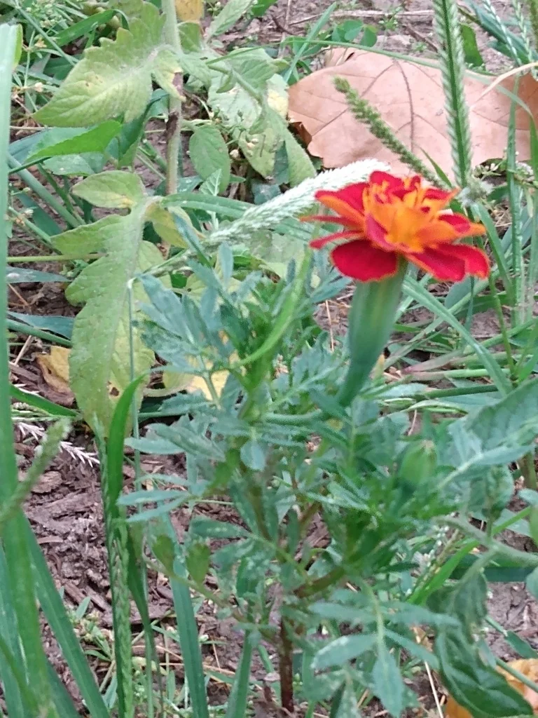 Tagetes Patula