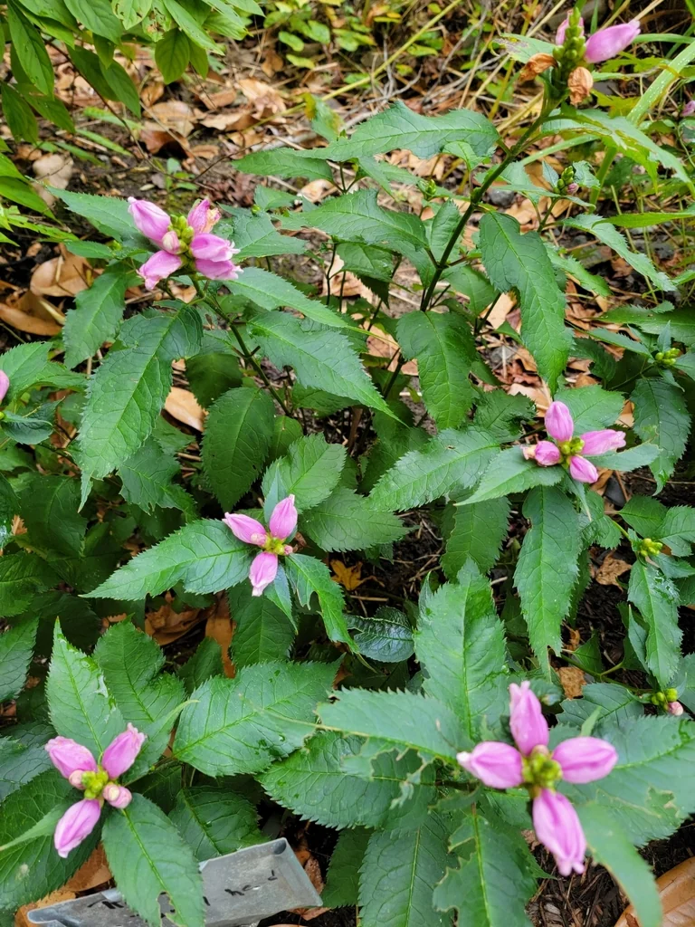 Chelone Lyonii
