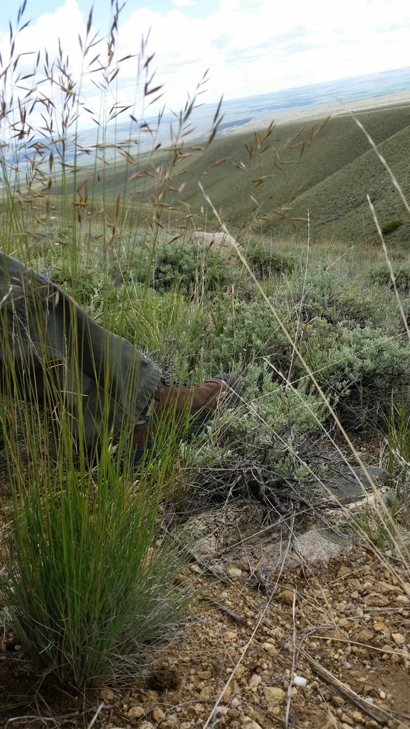 Festuca Idahoensis