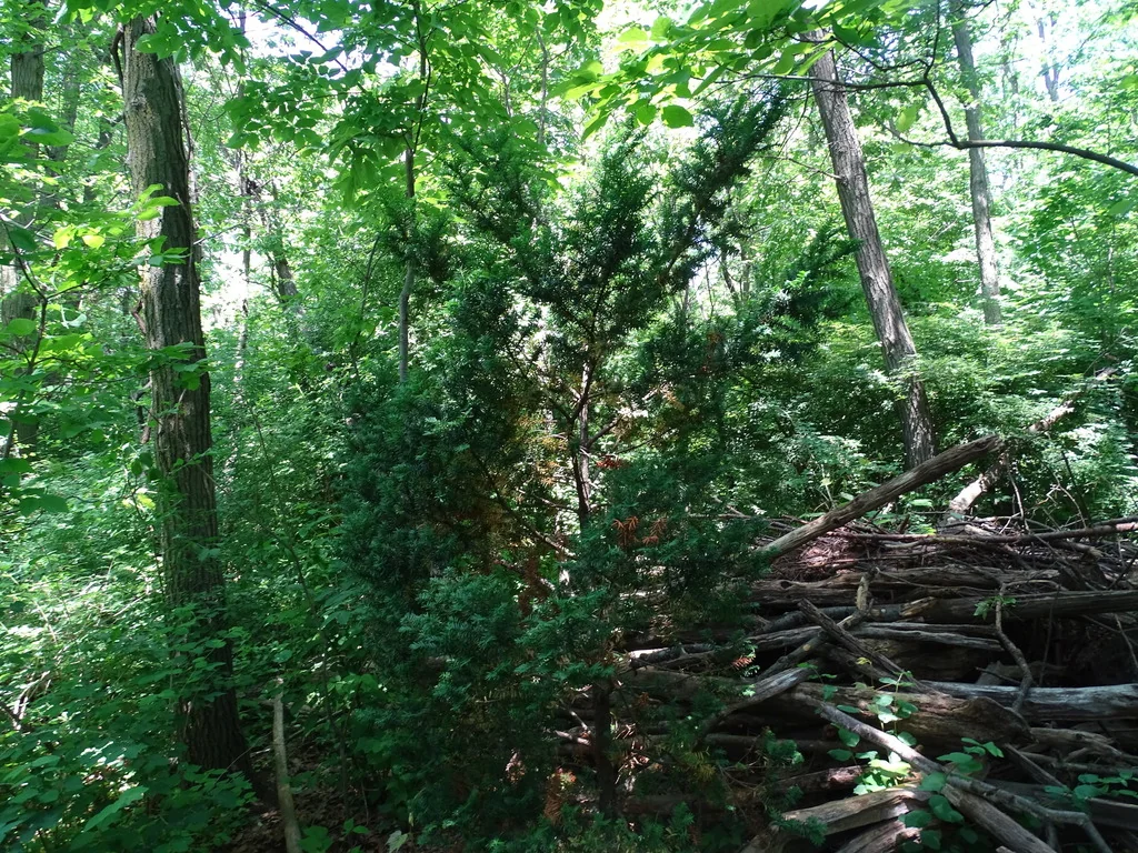 Taxus Cuspidata