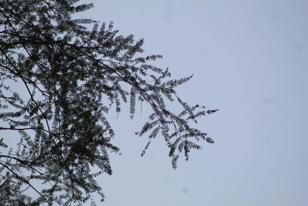 Prosopis Alba