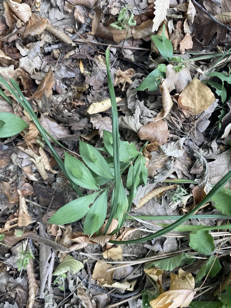 Ruscus Hypoglossum